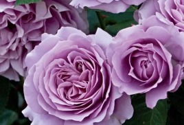 ОБ ОТКРЫТИИ КАТАЛОГА НА СЕЗОН 2024