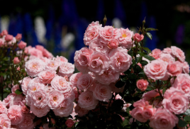 ПРИЕМ ЗАКАЗОВ НА 2022 ГОД