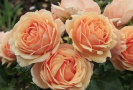 ОБ ОСТАТКАХ СЕЗОНА-2025