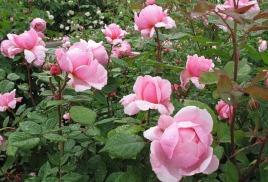 Об открытии каталога на сезон-2023